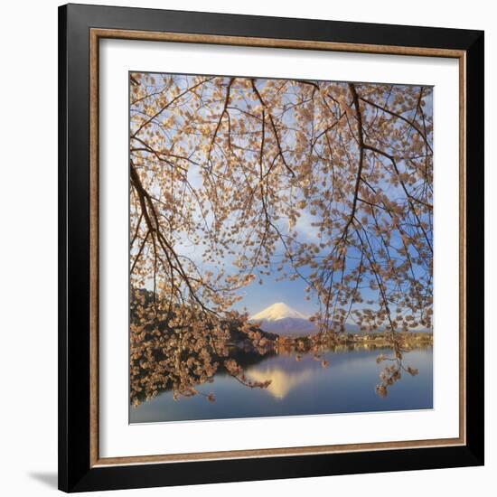 Japan, Yamanashi Prefecture, Kawaguchi-Ko Lake, Mt Fuji and Cherry Blossoms-Michele Falzone-Framed Photographic Print