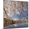 Japan, Yamanashi Prefecture, Kawaguchi-Ko Lake, Mt Fuji and Cherry Blossoms-Michele Falzone-Mounted Photographic Print