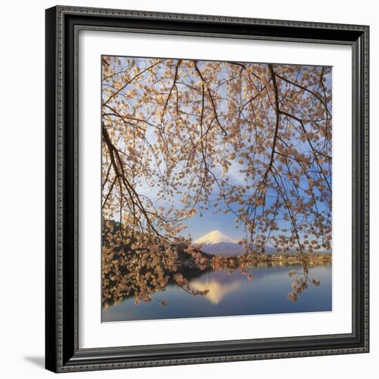 Japan, Yamanashi Prefecture, Kawaguchi-Ko Lake, Mt Fuji and Cherry Blossoms-Michele Falzone-Framed Photographic Print