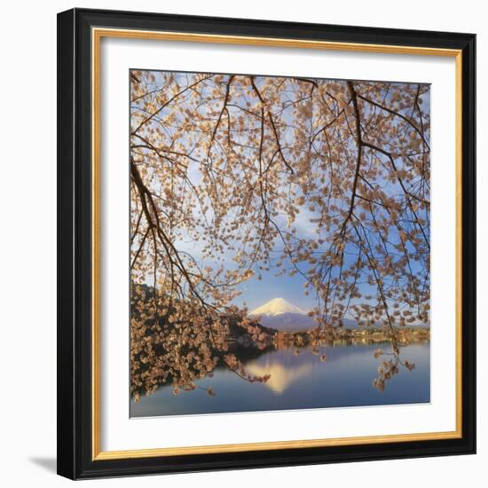 Japan, Yamanashi Prefecture, Kawaguchi-Ko Lake, Mt Fuji and Cherry Blossoms-Michele Falzone-Framed Photographic Print