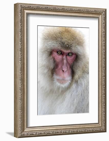 Japan, Yamanouchi. Jigokudani Monkey Park, portrait of a monkey-Hollice Looney-Framed Photographic Print