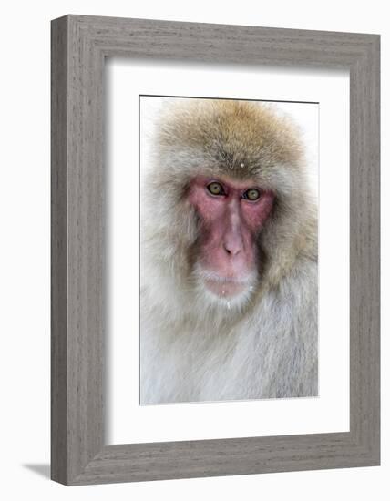 Japan, Yamanouchi. Jigokudani Monkey Park, portrait of a monkey-Hollice Looney-Framed Photographic Print