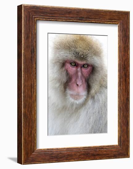 Japan, Yamanouchi. Jigokudani Monkey Park, portrait of a monkey-Hollice Looney-Framed Photographic Print