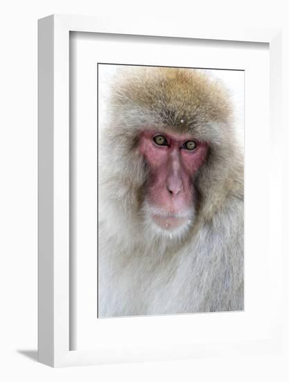 Japan, Yamanouchi. Jigokudani Monkey Park, portrait of a monkey-Hollice Looney-Framed Photographic Print