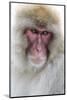 Japan, Yamanouchi. Jigokudani Monkey Park, portrait of a monkey-Hollice Looney-Mounted Photographic Print