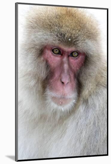 Japan, Yamanouchi. Jigokudani Monkey Park, portrait of a monkey-Hollice Looney-Mounted Photographic Print