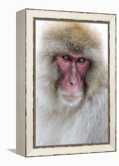 Japan, Yamanouchi. Jigokudani Monkey Park, portrait of a monkey-Hollice Looney-Framed Premier Image Canvas