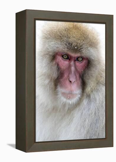 Japan, Yamanouchi. Jigokudani Monkey Park, portrait of a monkey-Hollice Looney-Framed Premier Image Canvas