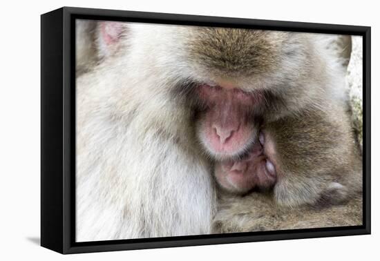 Japan, Yamanouchi. Jigokudani Monkey Park, Snow Monkeys huddled together-Hollice Looney-Framed Premier Image Canvas
