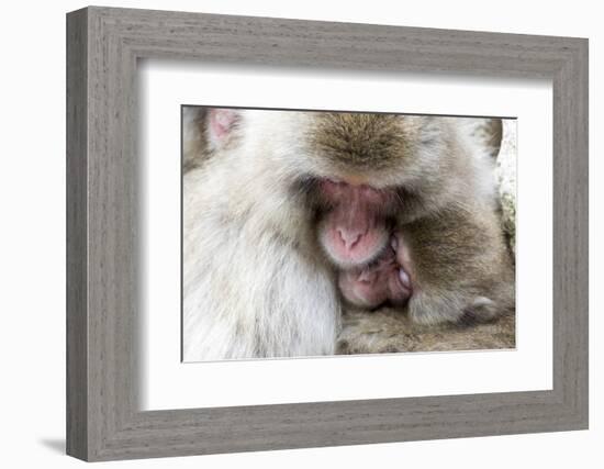 Japan, Yamanouchi. Jigokudani Monkey Park, Snow Monkeys huddled together-Hollice Looney-Framed Photographic Print