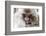 Japan, Yamanouchi. Jigokudani Monkey Park, Snow Monkeys huddled together-Hollice Looney-Framed Photographic Print