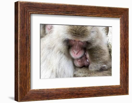 Japan, Yamanouchi. Jigokudani Monkey Park, Snow Monkeys huddled together-Hollice Looney-Framed Photographic Print