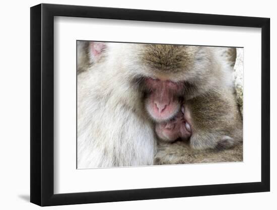 Japan, Yamanouchi. Jigokudani Monkey Park, Snow Monkeys huddled together-Hollice Looney-Framed Photographic Print