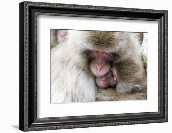 Japan, Yamanouchi. Jigokudani Monkey Park, Snow Monkeys huddled together-Hollice Looney-Framed Photographic Print