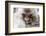 Japan, Yamanouchi. Jigokudani Monkey Park, Snow Monkeys huddled together-Hollice Looney-Framed Photographic Print