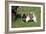 Japanese Akita 19-Bob Langrish-Framed Photographic Print