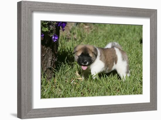 Japanese Akita 19-Bob Langrish-Framed Photographic Print