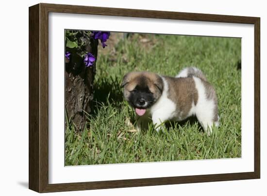 Japanese Akita 19-Bob Langrish-Framed Photographic Print