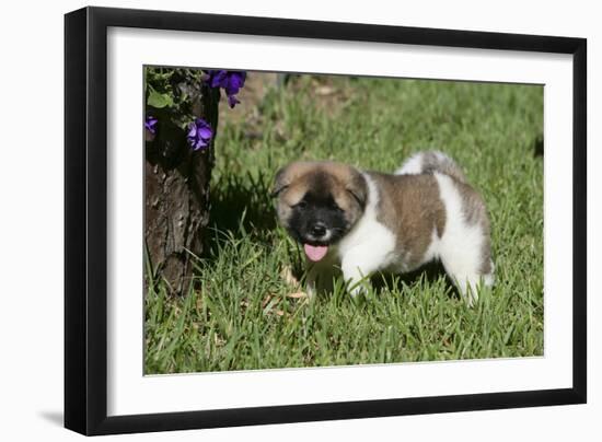 Japanese Akita 19-Bob Langrish-Framed Photographic Print