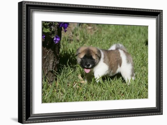 Japanese Akita 19-Bob Langrish-Framed Photographic Print