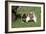 Japanese Akita 19-Bob Langrish-Framed Photographic Print