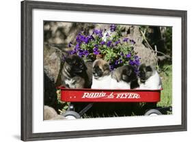 Japanese Akita 20-Bob Langrish-Framed Photographic Print