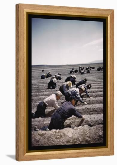 Japanese-American Camp, War Emergency Evacuation-Russell Lee-Framed Stretched Canvas