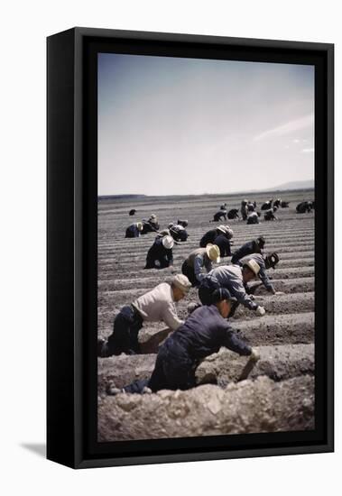 Japanese-American Camp, War Emergency Evacuation-Russell Lee-Framed Stretched Canvas