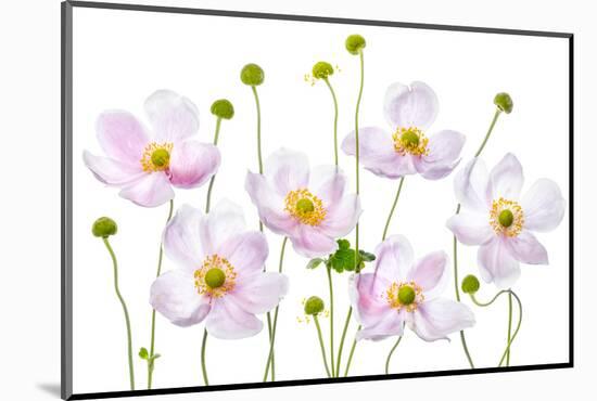 Japanese Anemones-Mandy Disher-Mounted Photographic Print