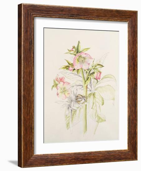 Japanese Anemones-Alison Cooper-Framed Giclee Print