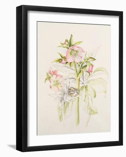 Japanese Anemones-Alison Cooper-Framed Giclee Print