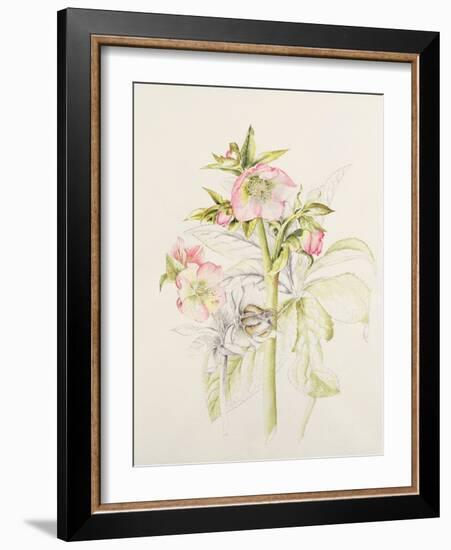 Japanese Anemones-Alison Cooper-Framed Giclee Print