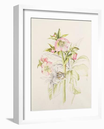 Japanese Anemones-Alison Cooper-Framed Giclee Print