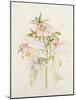 Japanese Anemones-Alison Cooper-Mounted Giclee Print