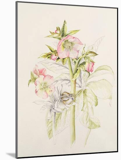 Japanese Anemones-Alison Cooper-Mounted Giclee Print