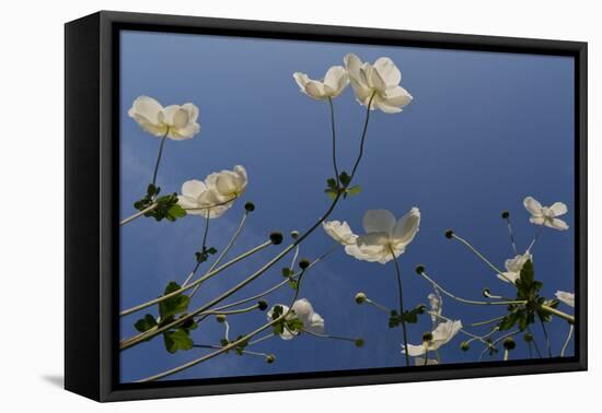 Japanese Anenome-Charles Bowman-Framed Premier Image Canvas