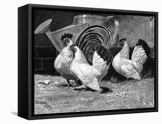 Japanese Bantam Hens, 1890-Carter Beard-Framed Stretched Canvas