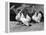 Japanese Bantam Hens, 1890-Carter Beard-Framed Stretched Canvas