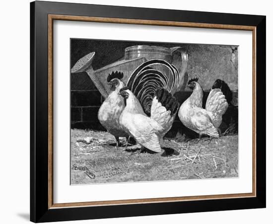 Japanese Bantam Hens, 1890-Carter Beard-Framed Art Print