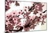 Japanese Blossom-Sarah O'Toole-Mounted Giclee Print