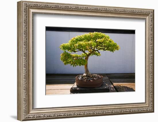 Japanese Bonsai tree in National Arboretum, Washington D.C.-null-Framed Photographic Print