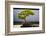 Japanese Bonsai tree in National Arboretum, Washington D.C.-null-Framed Photographic Print