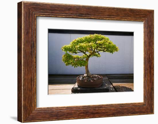 Japanese Bonsai tree in National Arboretum, Washington D.C.-null-Framed Photographic Print