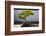 Japanese Bonsai tree in National Arboretum, Washington D.C.-null-Framed Photographic Print