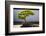 Japanese Bonsai tree in National Arboretum, Washington D.C.-null-Framed Photographic Print