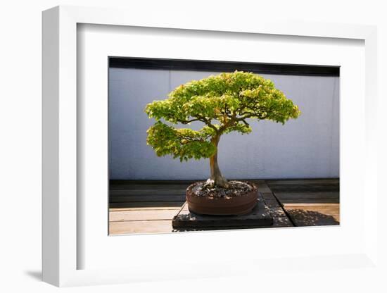 Japanese Bonsai tree in National Arboretum, Washington D.C.-null-Framed Photographic Print