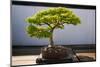 Japanese Bonsai tree in National Arboretum, Washington D.C.-null-Mounted Photographic Print