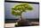 Japanese Bonsai tree in National Arboretum, Washington D.C.-null-Mounted Photographic Print