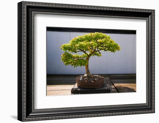 Japanese Bonsai tree in National Arboretum, Washington D.C.-null-Framed Photographic Print