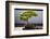 Japanese Bonsai tree in National Arboretum, Washington D.C.-null-Framed Photographic Print